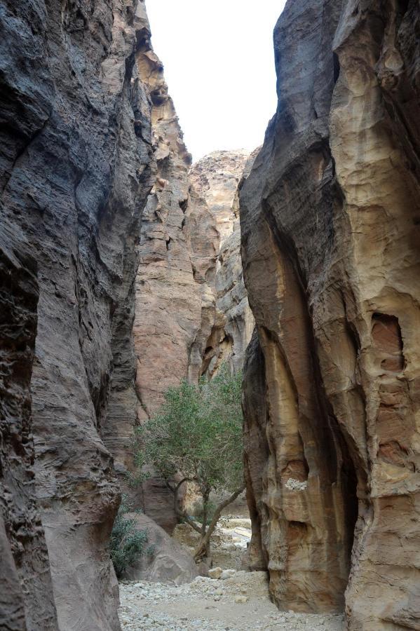 The Rock Camp Petra Hotel Вади Муса Екстериор снимка